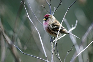 British Winter Birds Stampe: Redpoll