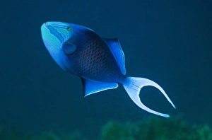 Andaman Sea Fish Stampe: Redtooth triggerfish