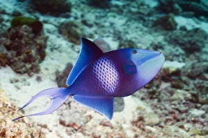 Andaman Sea Marine Life Stampe: Redtooth triggerfish C014 / 2945