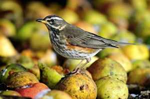 Redwing Bird Stampe: Redwing