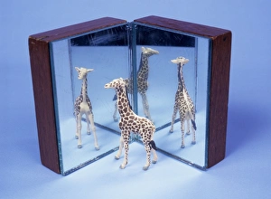Stampe di Riflessi un modello di giraffa riflesso nei due specchi, dando tre immagini Immagini datate 2005 giugno: Reflections