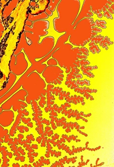 Light Micrograph Images Stampe: Resin patterns, light micrograph