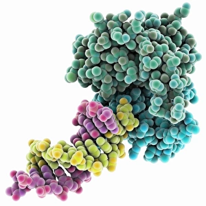 Deoxyribonucleic Acid Models Stampe: Resolvase complexed with DNA