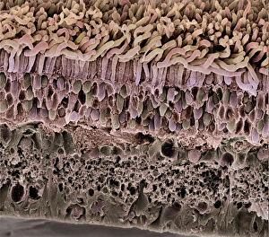 Human Eye Anatomy Stampe: Retina, SEM