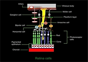 Stampe di La struttura della retina, opera d'arte. La luce che cade sulla retina passa da sopra in basso. In fondo alla retina c'è la membrana coroidale (rossa) che riveste il retto interno dell'occhio Immagini datate 2011 ottobre: Struttura della retina