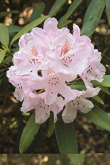 Flowering Shrubs Stampe: Rhododendron Bashful