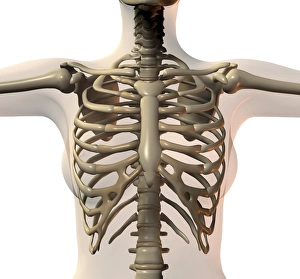 Stampe di Il petto e il corpo superiore, arte computeristica. La colonna vertebrale, composta da blocchi di osso separati dai dischi intervertebral spongyiosi, si estende lungo centro Immagini datate 2006 agosto: Ribcage