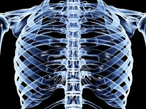 Rib Cage Structure Stampe: Ribcage, computer artwork