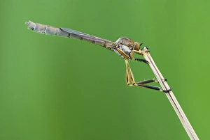 Insect Photography Poland Stampe: Robber fly