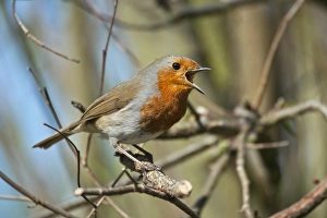Erithacus Rubecula Stampe: Robin singing in a tree