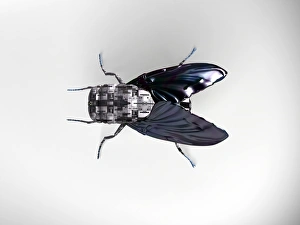 Stampe di Robo vola, arte informatica Immagini datate 2006 settembre: Il robot vola