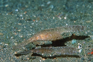 Thailand Wildlife Photos Stampe: Robust ghost pipefish