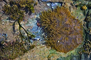 Devon Coastline Scenery Stampe: Rock Pool