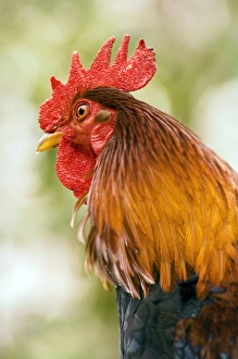 Farm Animal Stampe: Rooster