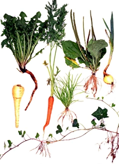 Stampe di Iliac dei vari diversi piante. La ivy (Hedera helix), in fondo, può essere vista con le radici che provenivano dai nodi della stipe trattenuta (radice adventizia) Immagini datate 24 agosto 2007: Sistemi radici