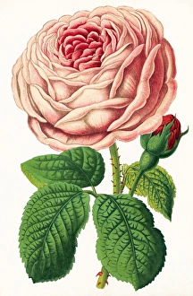 Floral Photography Stampe: Rose
