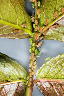 Aphid Infestation Stampe: Rose aphids