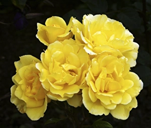 Rare Flowering Plants Stampe: Rose (Rosa Especially For You )