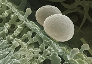 Stampe di La foglia di rosmarino. Micrografia a scansione elettronica colorata (SEM) di una sezione attraverso un fiore della pianta da rosmarino (Rosmarinus officinalis) Immagini datate 2000: Lauricella foglia