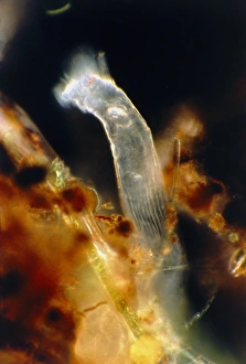 Rotifer