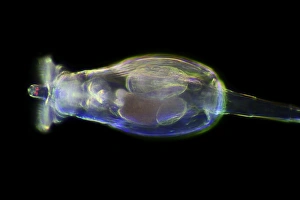 Aquatic Animal Images Stampe: Rotifer, light micrograph