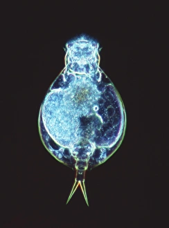 Verme Rotifero, micrografia a luce.