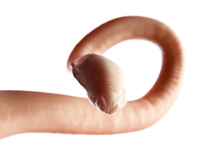 Stampe di Anello di verme, arte informatica Immagini datate 2012 ottobre: Cefalopodo d'arte