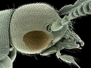 Cocciniglia rossa, SEM