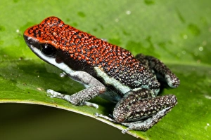 Yasuni National Park Animals Stampe: Ruby poison frog C016 / 7771