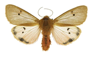 Spanish Insects Stampe: Ruby tiger moth C016 / 2233