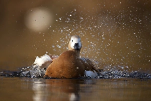 Autumn Wildlife UK Stampe: Ruddy shellduck bathing