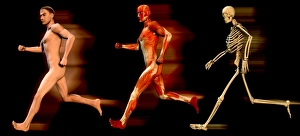 Stampe di Corridore umano con tre foto di un uomo che corre, mostrando la sua struttura muscolare al centro e la sua struttura ossea alla destra Immagini datate 2005 gennaio: Cavaliere corrente