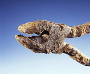 Stampe di Corrosione. Le pinze di acciaio corrode con macchie di ruggine (arancioni). L'acciaio è un alloggio dell'irono con una piccola percentuale di carbonio e altri elementi Immagini datate 2004 luglio: Alici di ruggine