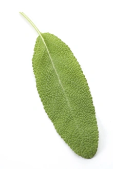 Salvia Officinalis Stampe: Sage leaf