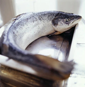 Wild Fish Species Stampe: Salmon