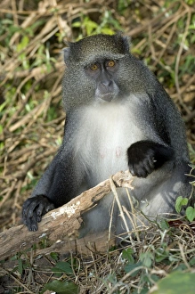 Tropical Forest Primates Stampe: Samango monkey