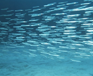 Atlantic Ocean Animals Stampe: Sand eels