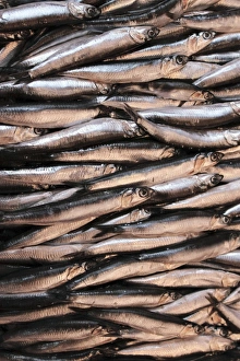 Stampa con cornice : Sardines. research