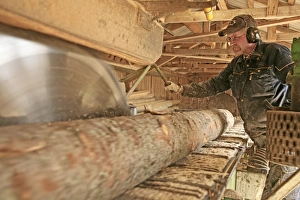 Logging Industry Stampe: Sawmill