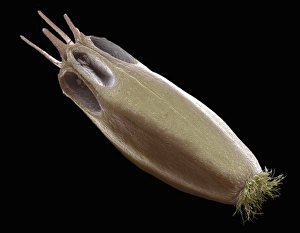 Wind Dispersed Seeds Stampe: Scabious seed, SEM