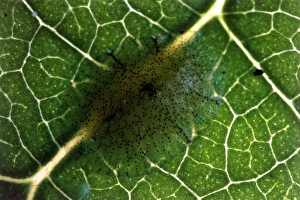 Leaf Dwelling Insects Stampe: Scale insect eggs