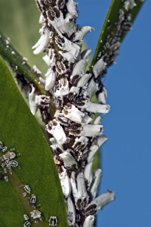 Stampe di Le insetti di scala (superfamiglia Coccoidea) su una pianta. Questo parassita si nutre del succo delle piante e segna un rivestimento ceroso polveroso che lo protegge contro i pesticidi ed i predatori Immagini datate 24 settembre 2012: Cimici d'apri Scale insecti C014/2575