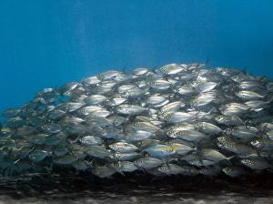 Stampe di Scuola di sardine occhi grandi (Selar crumenophthalmus) con un pesce che nuota nella direzione opposta agli altri. Fotografato a Bali, Indonesia Immagini datate 2008 aprile: Scuola di pesce
