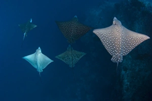 Aetobatus Narinari Stampe: School of spotted eagle ray