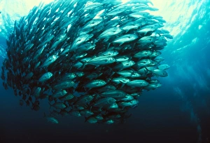 Blue Ocean Wildlife Photography Stampe: Schooling jackfish