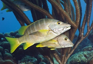 Atlantic Ocean Fauna Stampe: Schoolmaster snappers
