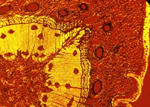 Polarised Light Micrograph Stampe: Scots pine tree stem, light micrograph