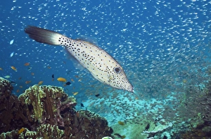 Tropical Ocean Life Stampe: Scribbled filefish