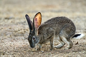 Rocky Terrain Wildlife Stampe: Scrub hare