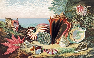 Seashell Photography Stampe: Sea shells